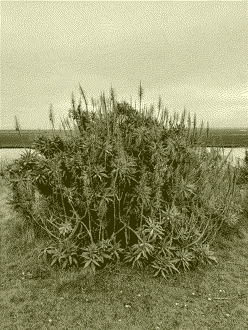 dithered image of a spiky bush at the coastal wetlands